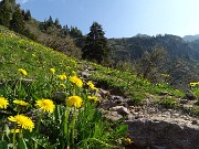 03 Estese fioriture di tarassaco 